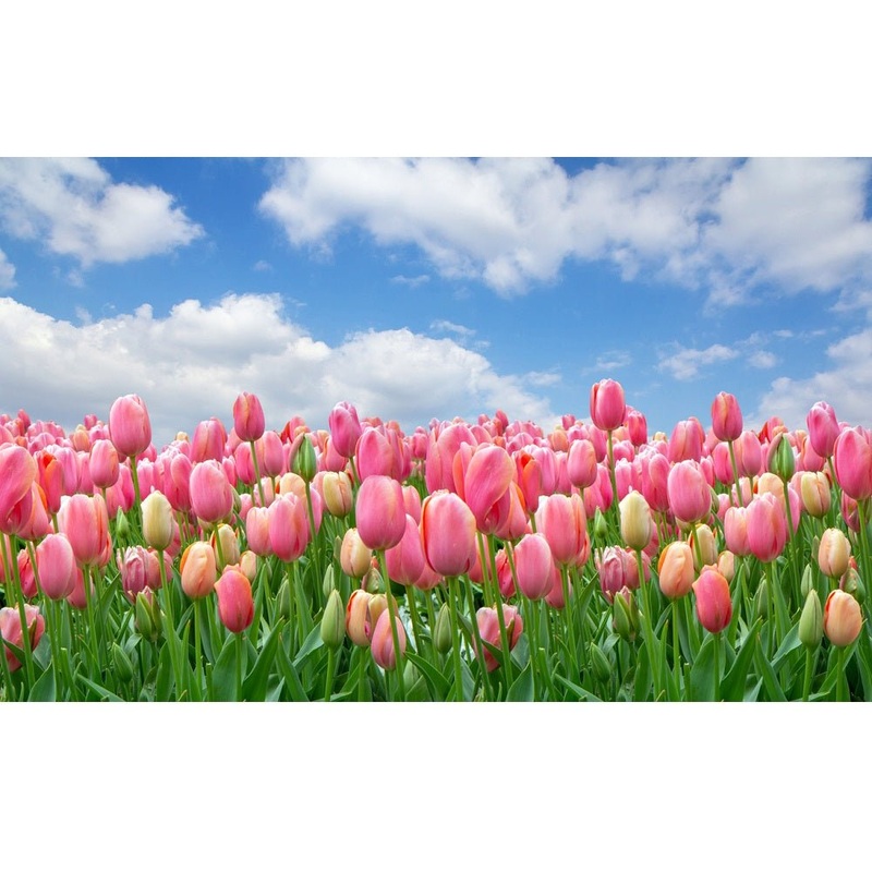 Realistic Field of Pink Tulips Fabric Panel Quilting Cotton 36 Inches by 22.5 Inches